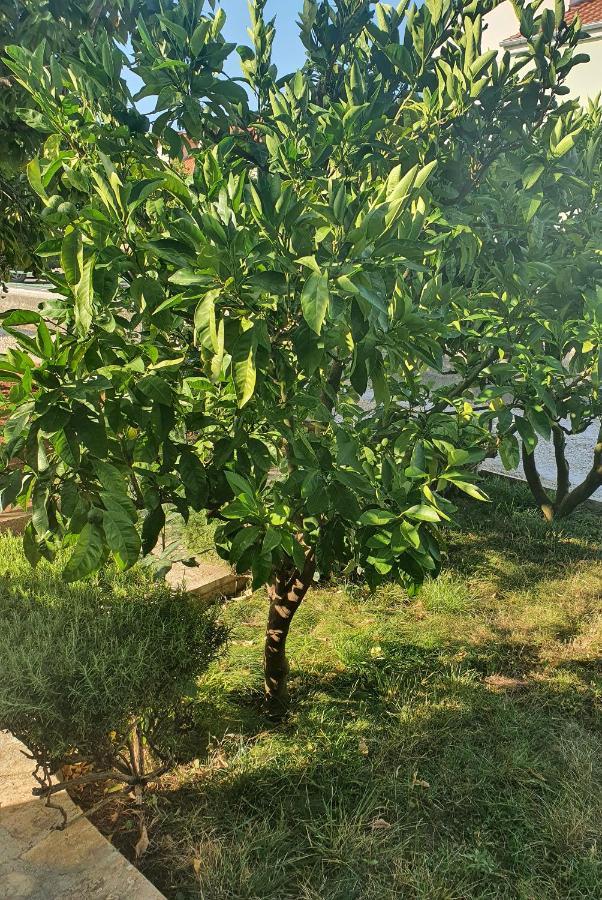 Apartman Maja Ζαντάρ Εξωτερικό φωτογραφία